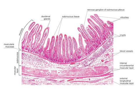 Structure Of The Duodenal Wall Photograph By Asklepios Medical Atlas Pixels