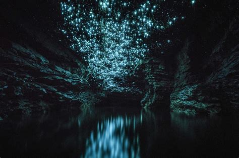 A Bugs Universe Glowworms Light Up Cave Like Stars Caters News Agency