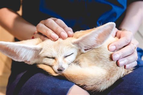 10 Incredible Fennec Fox Facts Wikipedia Point