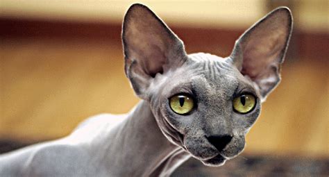 Top 12 Most Expensive Cat Breeds In The World Ashera Vs