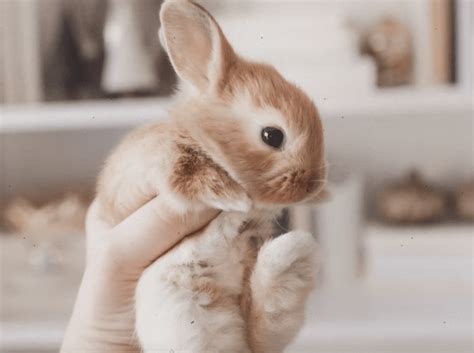 10 Smallest Rabbit Breeds In The World With Pictures Pet 53 Off