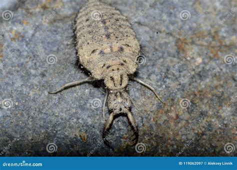 Predatory Larva Of An Ant Lion Stock Image Image Of Lion Forest