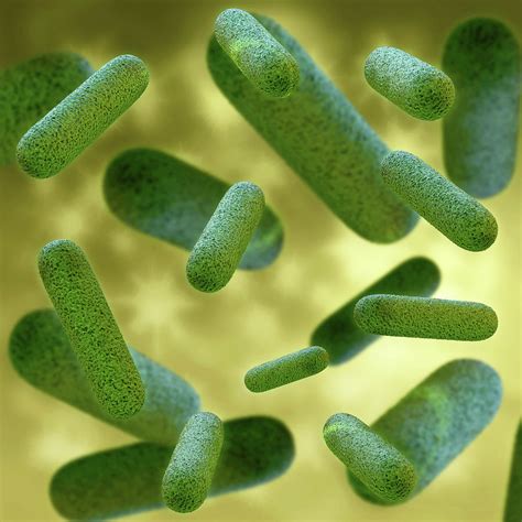 Bacteria 3d Rendered Illustration Digital Art By Xt Render Fine Art