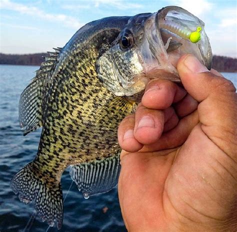 Crappie Fishing Tips How To Catch Crappie Crappie Fishing Crappie