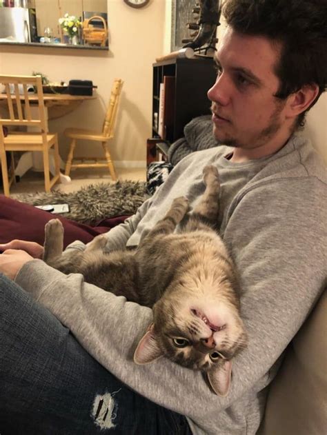 This Cat Enjoys Laying On The Lap When Its Human Plays Games Animals