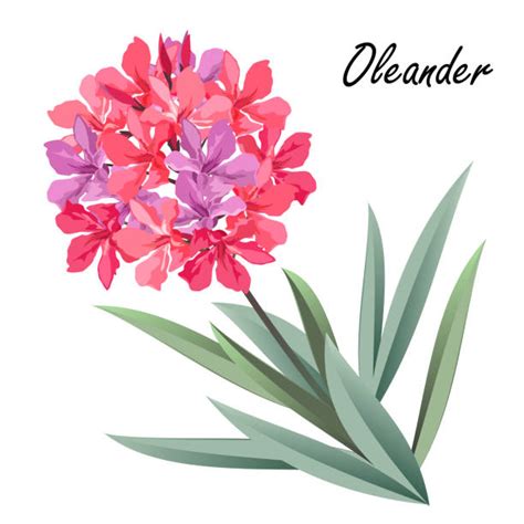 Nerium Oleander Illustrations Royalty Free Vector Graphics And Clip Art