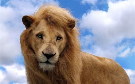 Cool Lion Wallpapers 69 Images