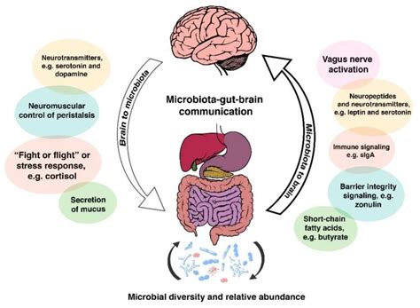 nurturing the microbiota gut brain connection