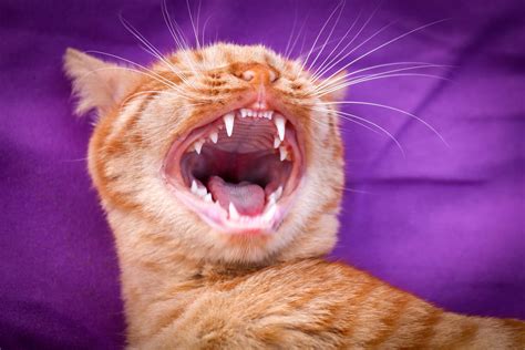 Cat Losing Teeth And Drooling Cat Meme Stock Pictures And Photos