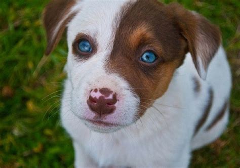 Dog Breeds That Can Have Blue Eyes Nuzzle