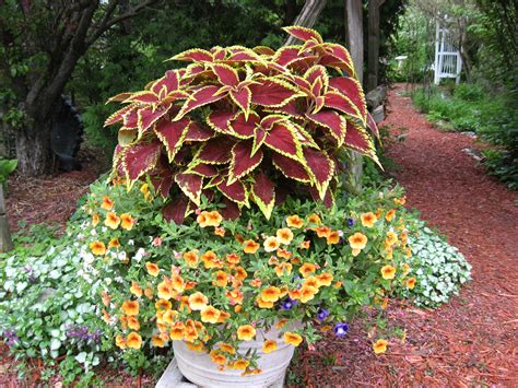 Coleus Make Great Upright Centerpieces In Combinations Fall Planters