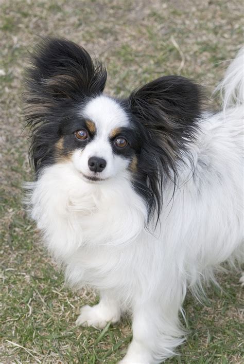 The papillon, whose name comes from the french word for butterfly, is a portrait come to life, the modern representation of the small spaniels often seen in paintings from centuries past. papillon - Wiktionary
