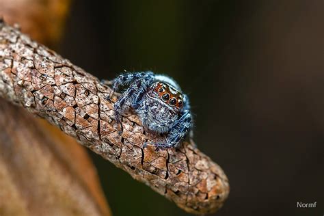 Garden Jumping Spider Opisthoncus Parcedentatus By Normf Redbubble