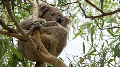 Koala Bear Sitting In A Tree Raymond Island Victoria Australia
