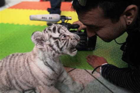 Peru Zoo Welcomes White Bengal Tiger Cub