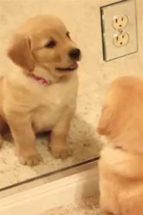 Little Golden Retriever Puppy Walks Up To A Mirror Video Retriever