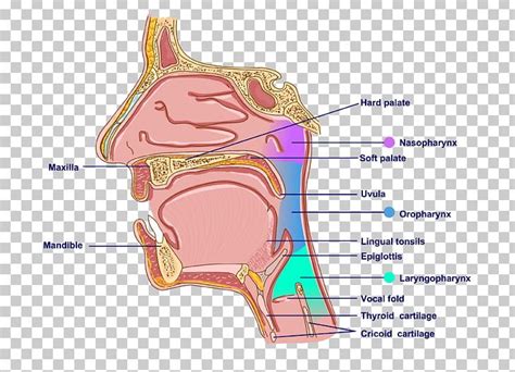 Anatomy Of Ear And Neck Anatomy Drawing Diagram