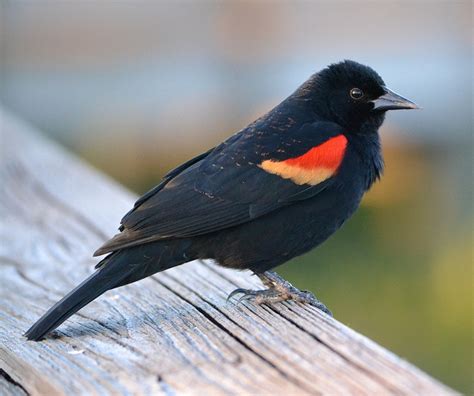 Red Winged Blackbird Facts Habitat Diet Life Cycle Baby Pictures