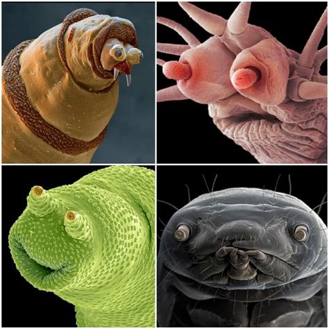 Animals Being Derps Under An Electron Microscope Clockwise From Top
