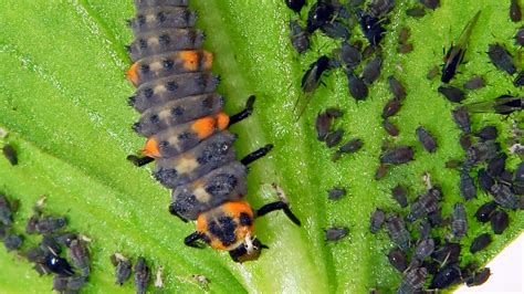 Ladybugs Aphids And The Toxic Combat That Might Be Happening In Your