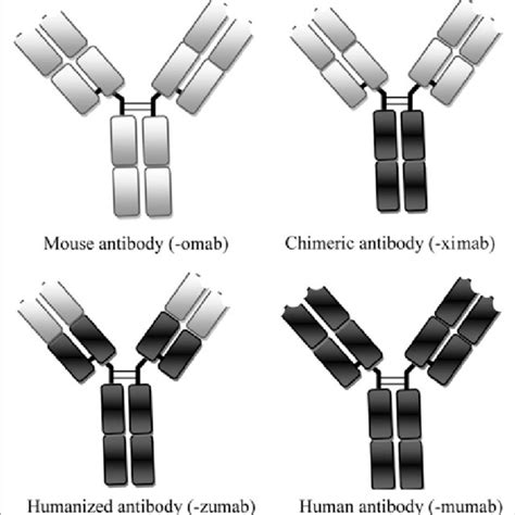 Pdf Monoclonal Antibodies For Targeted Therapy In Colorectal Cancer