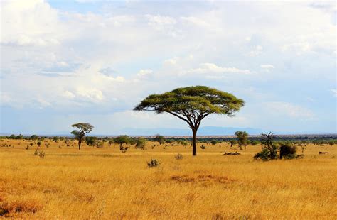 African Savannah Landscape In Tsavo Park Kenya Carbon Brief