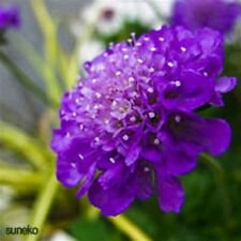 35 Dark Purple Pincushion Scabiosa Flower Seeds Perennial Etsy