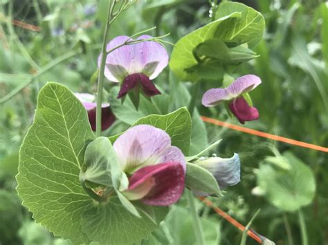 Look At These Beautiful Sweet Pea Blossoms The Peas Are Going To Be Dark Purple 😁 Rgardening