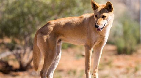 Australias Top 25 Most Dangerous Animals Lifedaily