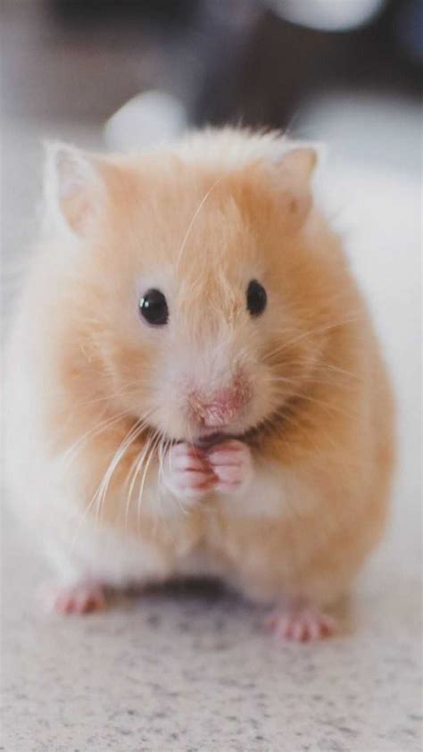 Hamster Wallpaper Nawpic
