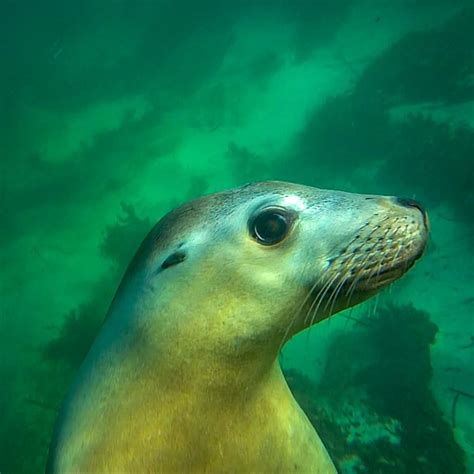 snorkeling with australian sea lions four worn soles
