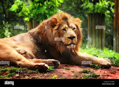 Male Lion Adult Fully Grown With Mane Lying Down Relaxing In A Nature