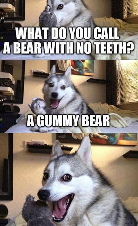19 Very Funny Husky Meme That Make You Laugh Memesboy