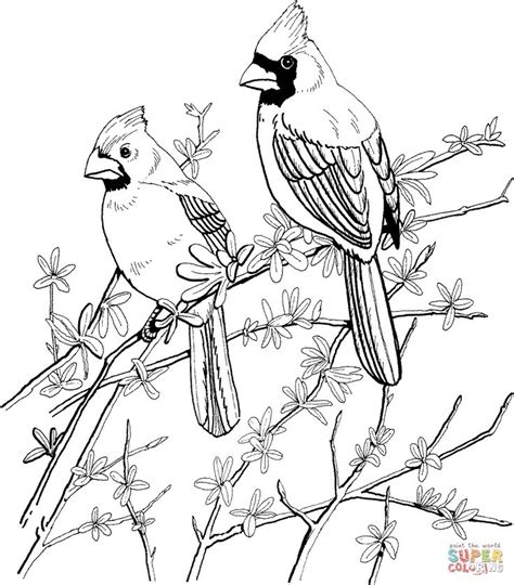 Cardinal coloring illustrations & vectors. Two Red Cardinals coloring page | SuperColoring.com ...