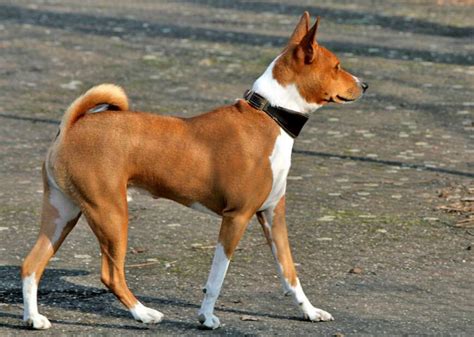 What 25 Dogs Were Bred For Akc Dog Breeds Wire Fox Terrier Dog Breeder