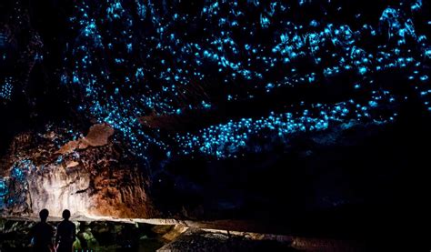 A Complete Visitors Guide To The Waitomos Glowworm Caves