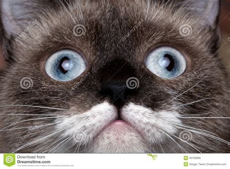Close Up Portrait Siamese Cat With Blue Eyes And Funny