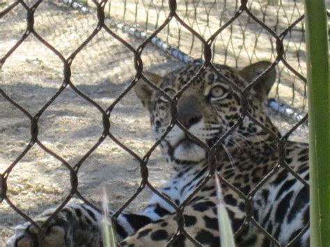 Living Deserts Jaguar Adapts To New Habitat Palm Desert Ca Patch