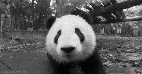 GIFs Pandas GIFs Amino