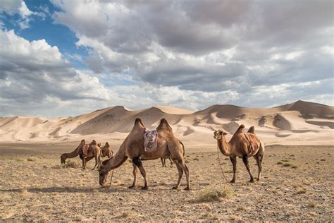 The Diaries Of A Jetsetter The Mongolian Gobi Desert