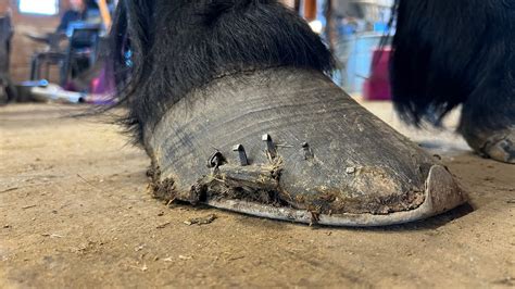 Overgrown Draft Horse Gets New Shoes Youtube