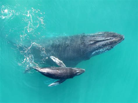 You Have To Listen To A Baby Whales Adorable Whispers Awesome Ocean