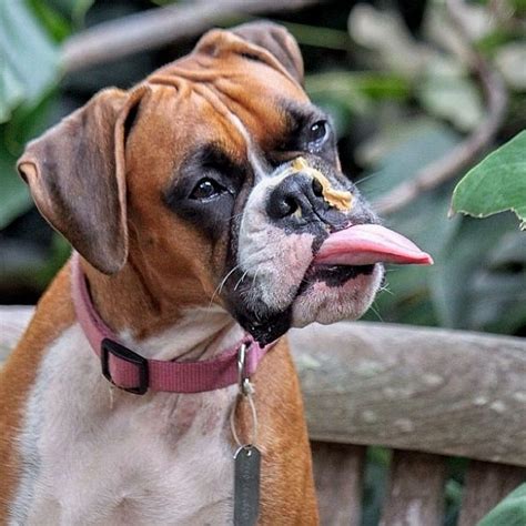 Best dog food for boxers: Can Dogs Eat Peanuts Safely?