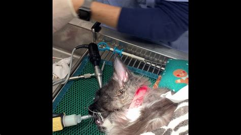 Ear Polyps In The Ear Of A Cat Removal Under Anesthesia By A