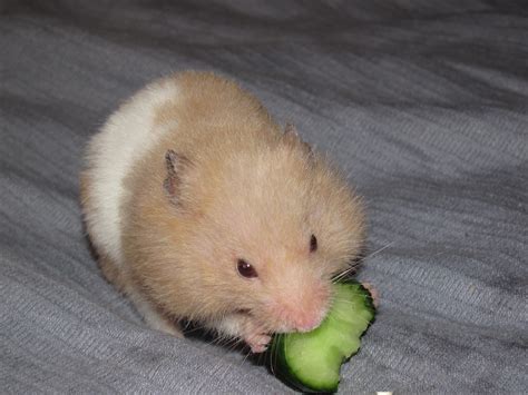 Filepet Hamster Eating Cucumber Wikimedia Commons