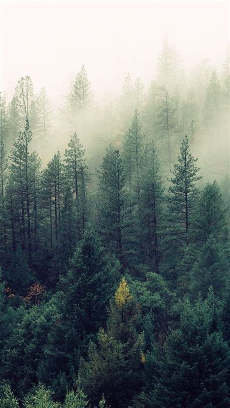 Foggy Evergreen Forest Backiee