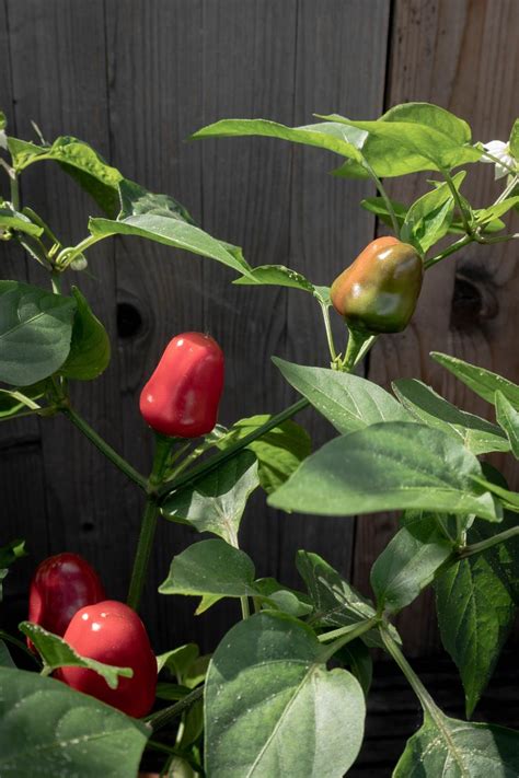 Mini Bell Peppers Are An Absolute Must Have For A Container Garden