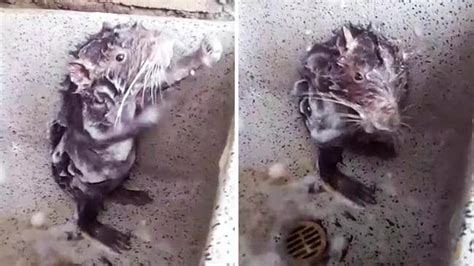Rat Takes A Soapy Shower Watch The Video
