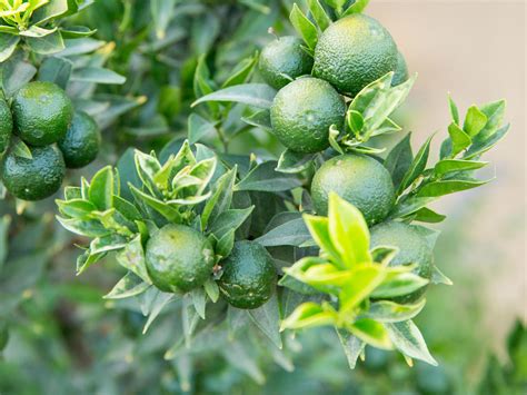Our Guide To Growing Lime Tree Varieties And More Citrus Sunset Magazine