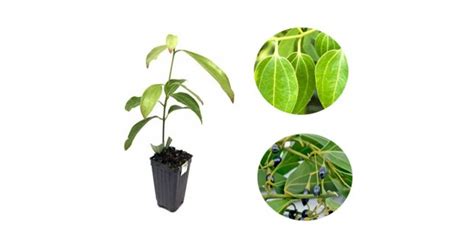 Buy Dalchini Plant True Cinnamon Tree Online India At